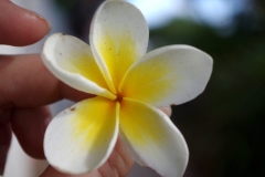 Blume01-e1491307832985