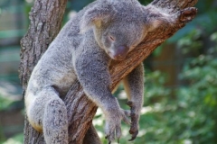 Koala01_1